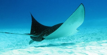 a fish swimming under water