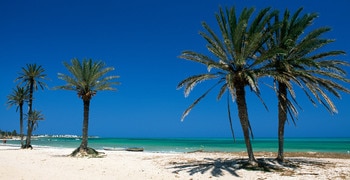 a group of palm trees on a beach