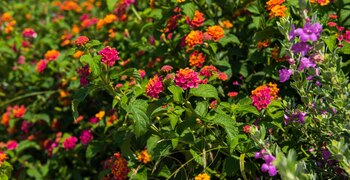 Un jardín de flores