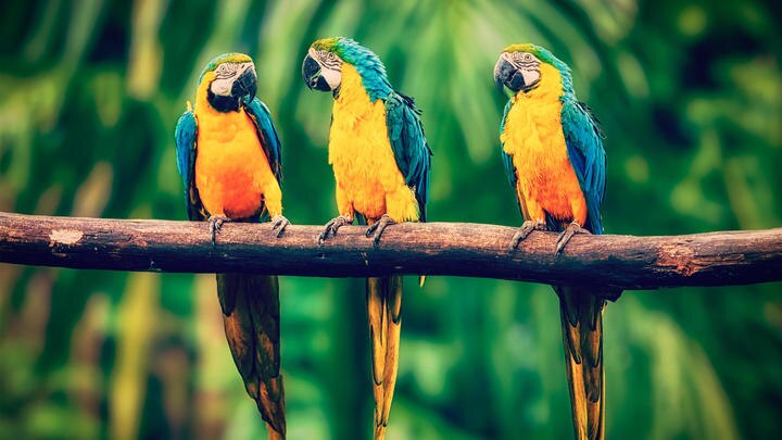 a colorful bird perched on a tree branch