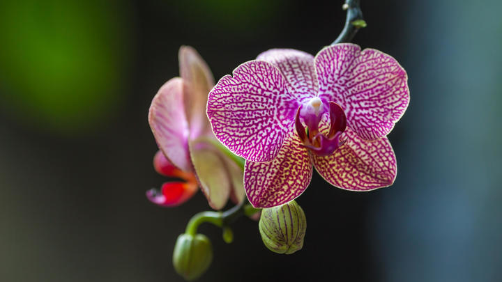 a close up of a flower