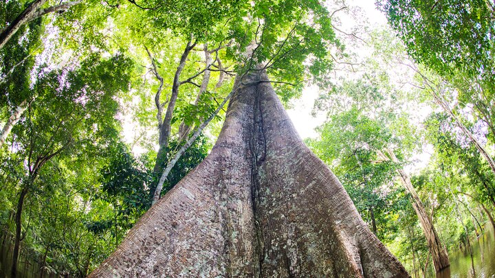 a statue of a tree