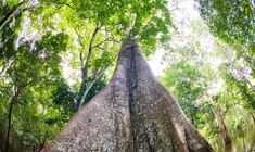 a statue of a tree