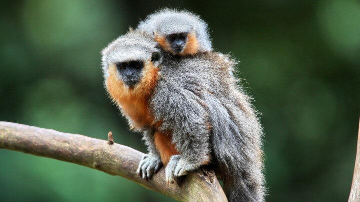 a monkey sitting on a branch