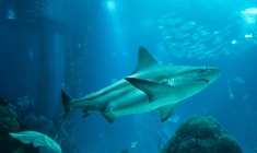ein Fisch, der unter Wasser schwimmt